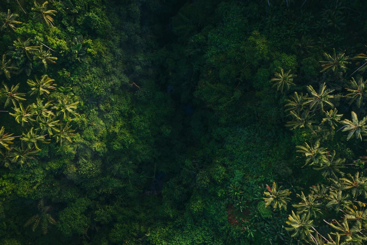 Foto udara hutan hujan tropis yang lebat